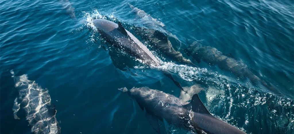 Dolphins swimming Image copyright Julien André Megoz, 2022
