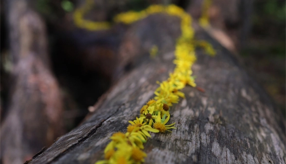 8_shambhala_divine_realm_nature_flower_log 