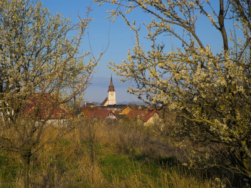 hridaya yoga romania europe vipassana compared